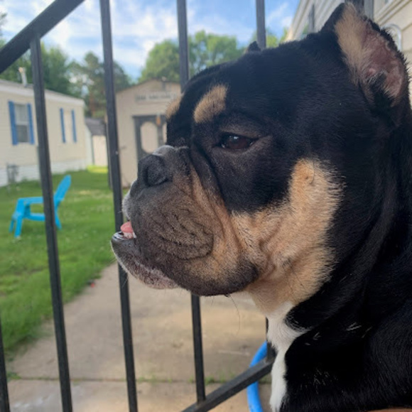 Meet your Posher, Anya - Picture 1 of 1